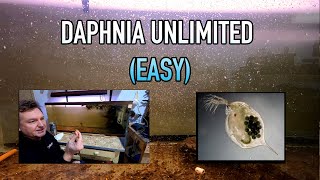 How I Raise Daphnia Water Fleas And You Can Too [upl. by Chelsy]