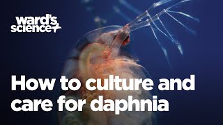 Caring and Culturing for Daphnia [upl. by Hudis324]