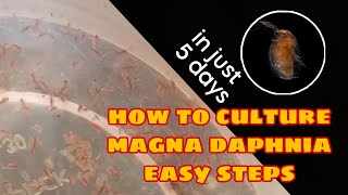 How to Culture Magna Daphnia Easily [upl. by Ainelec]