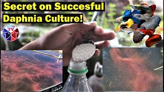 How to Culture Daphnia Successfully [upl. by Fannie]