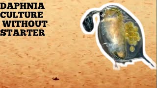 HOW TO CULTURE DAPHNIA NATURALLY WITHOUT A STARTER [upl. by Jeramey20]