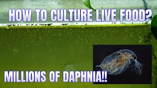 How to Culture Daphnia Secret Method to Breed MILLIONS  Simply Aquatic [upl. by Marden10]