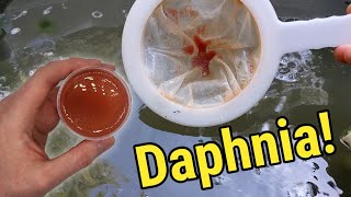 How I Culture Daphnia In Outdoor Tubs [upl. by Gaskin]