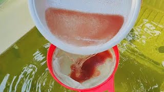 How to culture daphnia  Daphnia culture  How to grow daphnia outdoor [upl. by Dympha755]