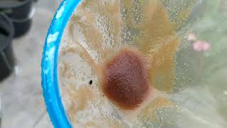 How to culture daphnia moina in a small container Part 1 English Subtitle [upl. by Eniretak548]