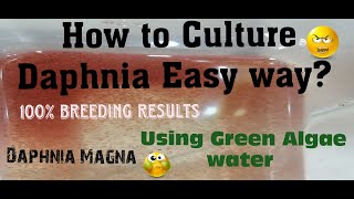 Daphnia MagnaHow to Culture Daphnia Easy wayCulturing Daphnia using Green water Daphnia [upl. by Meggi]