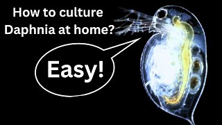 BEST Live Fish Food Beginner guide How to Culture Daphnia at home [upl. by Anada241]