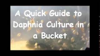 How to culture daphnia outside [upl. by Sadinoel]