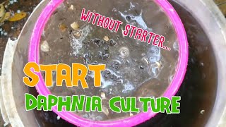 How to culture daphnia moina the easy way 1  Starting the Daphnia culture [upl. by Menard]