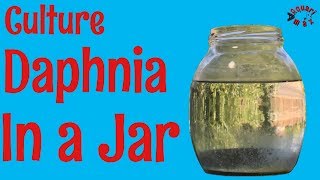 How to Culture Daphnia in a Jar [upl. by Kermy452]