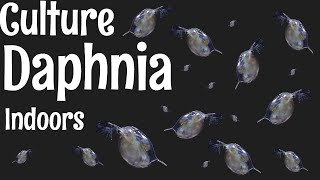 How to Culture Daphnia [upl. by Jenkins]