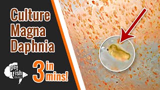 How to culture DAPHNIA MAGNA  The easy way [upl. by Olbap]