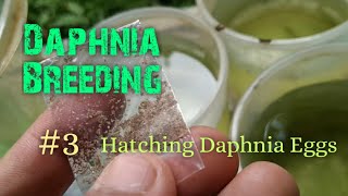 Daphnia Culture made simple and easy 3  Hatching Daphnia eggs [upl. by Deanne]