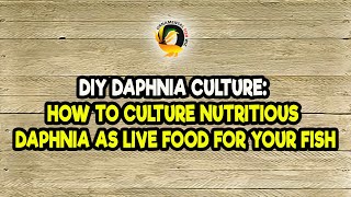 DIY Daphnia Culture How to Culture Nutritious Daphnia as Live Food for Your Fish [upl. by Matty]