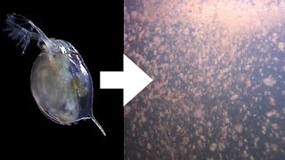 How I Culture Daphnia [upl. by Anenahs421]