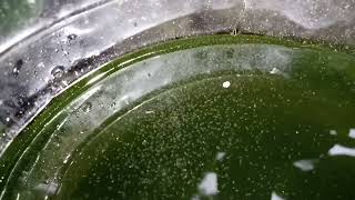 DAPHNIA MOINA CULTURE IN A SMALL BUCKET [upl. by Otrevire]