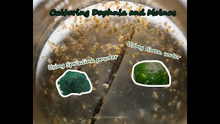 How To Culture Daphnia and Moinas using Green Water Spirulina powder [upl. by Carper]