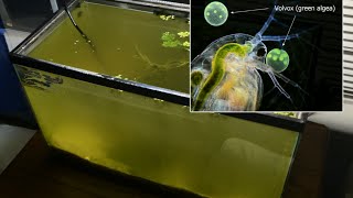 Raising Daphnia for the Freshwater Aquarium [upl. by Mccomb761]