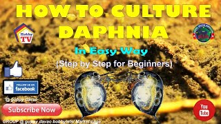 HOW TO CULTURE DAPHNIA In Easy Way [upl. by Aleirbag]